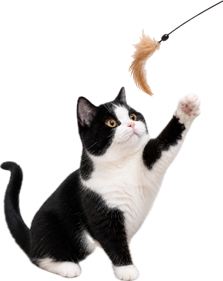 ねこじゃらしに飛びつくビビ社長